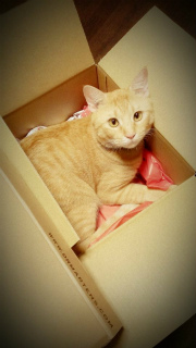  �j�����R